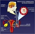 /album/fotogaleria-in-vitro/wp%c5%82yw%20uk%c5%82adu%20hormonalnego%20na%20uk%c5%82ad%20rozrodczy%20kobiety-jpg/